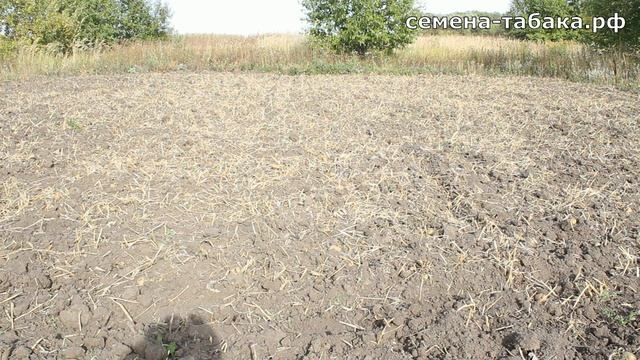 Саженцы фруктовых деревьев - начало. Готовим почву для посадки косточек и семян. смотреть онлайн