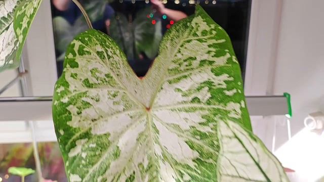 Белые Каладиумы. Снежный Шторм, Мунлайт, Кандидум