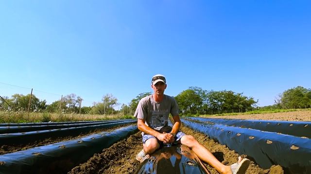 Подготовка гряд для клубники