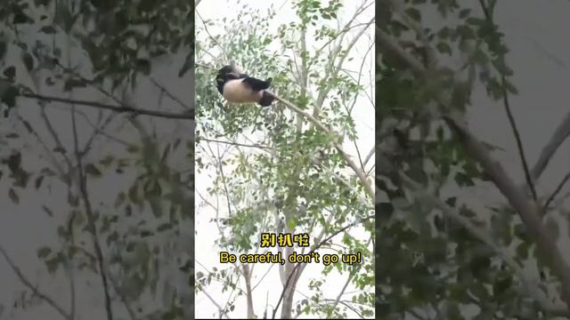 Kung Fu giant panda смотреть онлайн