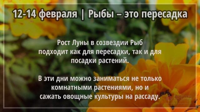 Февраль 2021 г. | Лунный календарь комнатных растений смотреть онлайн