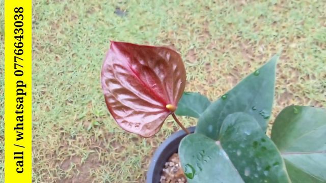 දුඹුරු  පාට ඇන්තූරියම් වර්ග 5 ක් | Beautiful Anthurium | Anthurium Plants