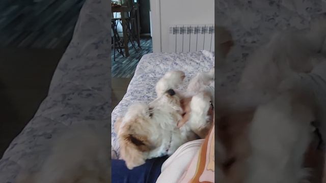 Забавы Ондин, смотреть телевизор и поваляться на диване😄 смотреть онлайн