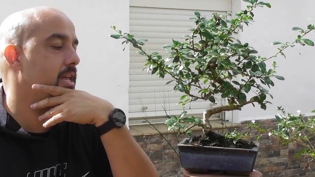 Bonsai Serissa & Bonsai Carmona