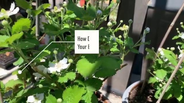 Growing Blackberries in Containers|How to Grow Blackberries|Container Gardening смотреть онлайн
