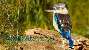 Voices and the sounds of animals in Australia and New Zealand.