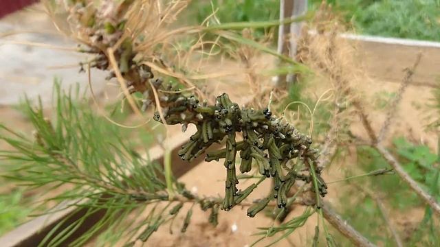 Гусенички едят сосновые иголки смотреть онлайн