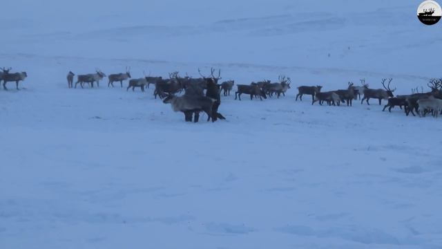 Перегон оленей // Deer driving смотреть онлайн