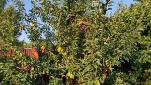 Летние сорта груши. Кокинская, Лада, Северянка краснощёкая.