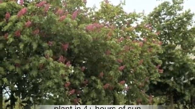 Aesculus carnea briotti Red Horsechestnut смотреть онлайн