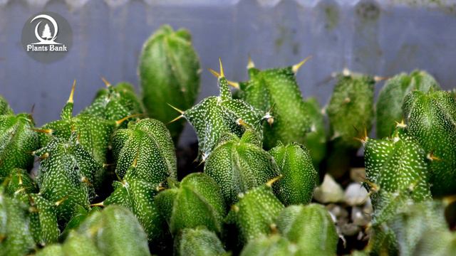Cactus seeds after four months of planting - Astrophytum seeds смотреть онлайн