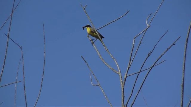 Заповедник "Болота Испани". Kobuleti Managed Reserve смотреть онлайн