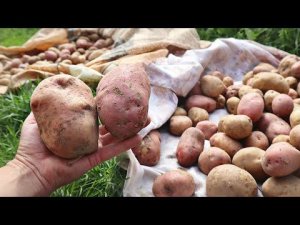 Не спешите капать картошку. После этого клубни увеличиваются в 2 раза.  Когда выкапывать картофель?