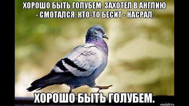 Голуби летят над нашей крышей | Как разговаривать с коллекторами по телефону смотреть онлайн