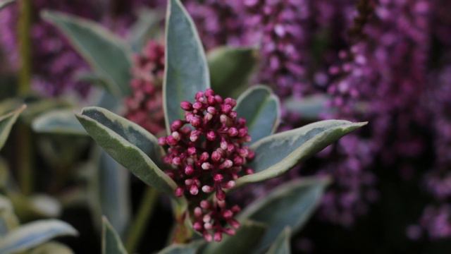 PICK THE BEST PLANTS FOR AUTUMN & WINTER COLOUR