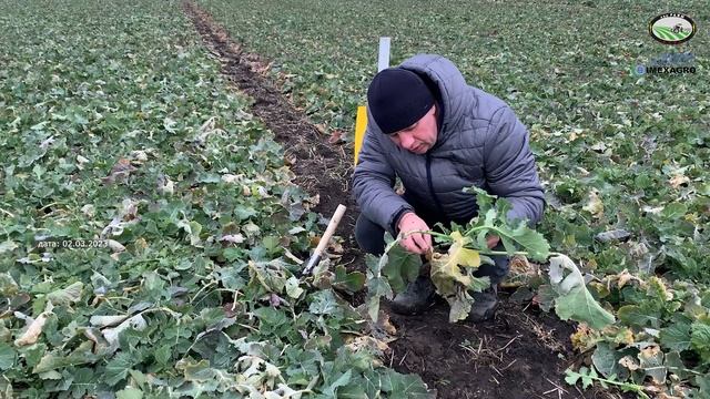 ВНИМАНИЕ! Мониторинг появления скрытохоботников на рапсе! смотреть онлайн