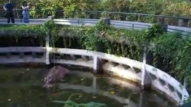 Dusit Zoo, бегемот в душе смотреть онлайн