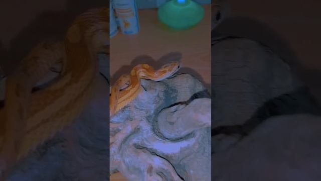 Линька змеи #животные #animals #cats #природа #кошки #собаки #котики #catsdaily #pets #кот смотреть онлайн