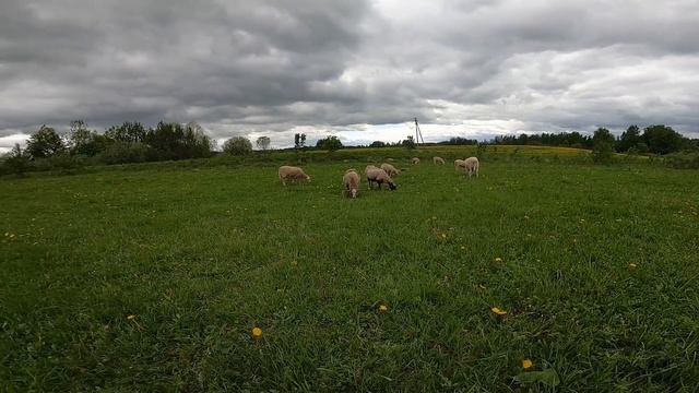 ВСЕ ИХ ПОКУПАЮТ, А Я ВЫКИДЫВАЮ ! Нашел экспонат ВОВ [Жизнь в деревне] смотреть онлайн