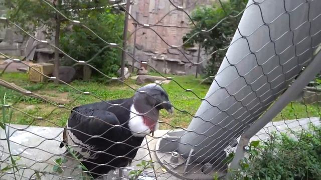 ИДЕМ В ЗООПАРК! ЧТО РАБОТАЕТ?? КОГО УВИДЕЛИ?? НОВЫЕ ДРУЗЬЯ БЛОГЕРЫ! смотреть онлайн