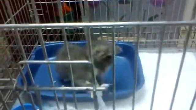 Дымка игривая смотреть онлайн