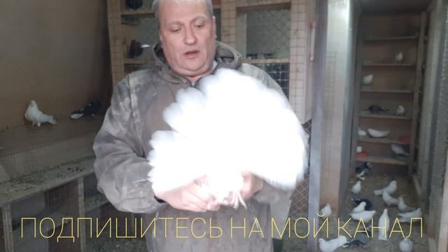 НИКОЛАЕВСКИЕ ГОЛУБИ. ОБЗОР БЕЛЫХ ГОЛУБЕЙ В НАШЕМ ПИТОМНИКЕ. смотреть онлайн