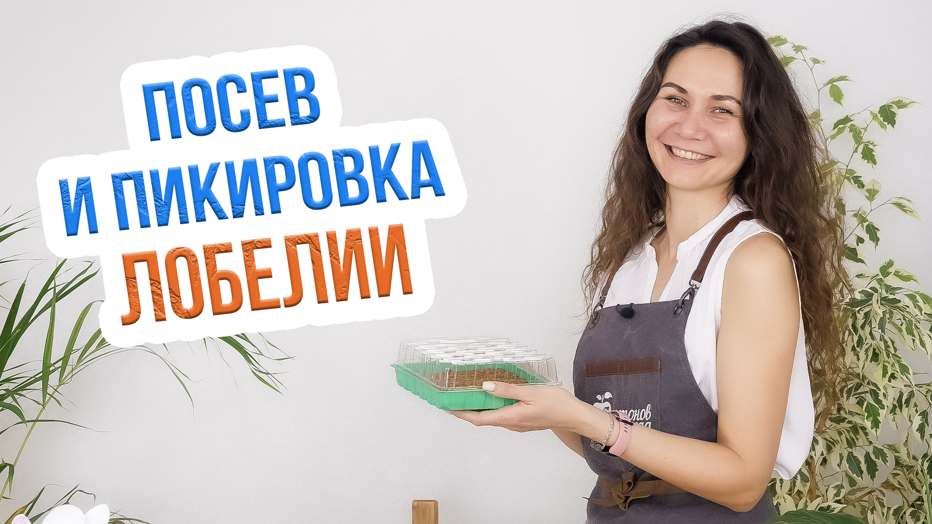 Выращивание лобелии из семян. Посев и пикировка лобелии смотреть онлайн