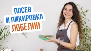 Выращивание лобелии из семян. Посев и пикировка лобелии