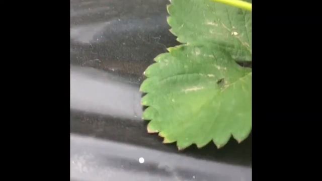 Новые ранние сорта клубники Орли, Арианна смотреть онлайн