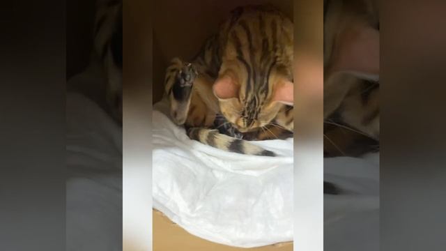 Роды бенгальской кошки смотреть онлайн