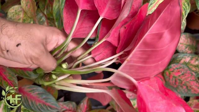 എന്റെ അഗ്ളോണിമ മുഴുവൻ ഞാൻ മുറിച്ചു । Aglaonema Propagation Best Method | HomelyFeel Gardens смотреть онлайн