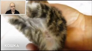 КАК ОПРЕДЕЛИТЬ ПОЛ КОТЕНКА ОТЛИЧИТЬ КОТА ОТ КОШКИ