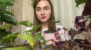 ? МОЯ КОЛЛЕКЦИЯ КОМНАТНЫХ РАСТЕНИЙ ? | Обзор Комнатных Растений | Домашние Цветы 2022