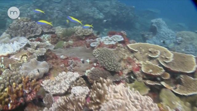 Каких представителей класса Лучепёрые рыбы (Actinopterygii) можно встретить на рифах Исимангалисо смотреть онлайн
