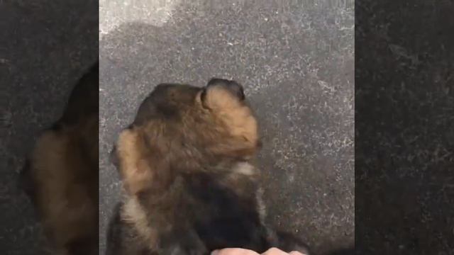 Собака с щенятами смотреть онлайн