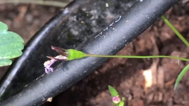 Lobelie - Lobelia. Hvordan jeg tager frø fra dem. смотреть онлайн