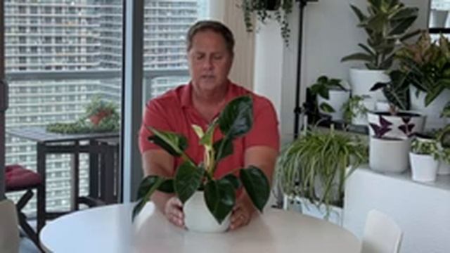 BIRKIN PHILODENDRON: Care Instructions From A Landscape Architect