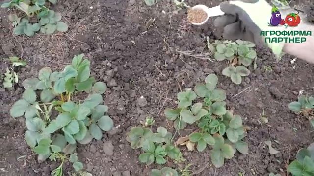КЛУБНИКА И ЗЕМЛЯНИКА. ВЕСЕННИЕ РАБОТЫ смотреть онлайн