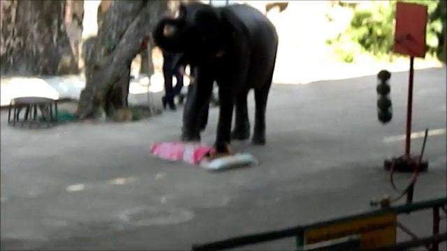 Шоу Слонов. Слон Умница Делает Массаж и Играет с Человеком. смотреть онлайн