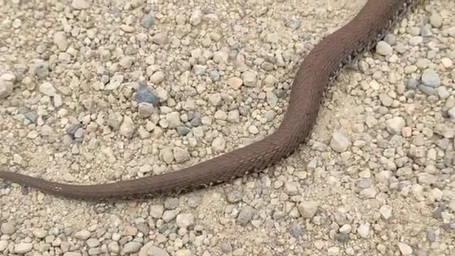 Уссурийский щитомордник Gloydius ussuriensis смотреть онлайн