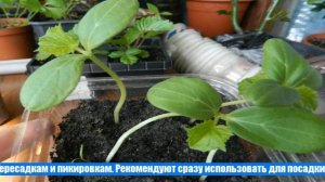 Когда сеять огурцы на рассаду в Сибири в 2021 году по лунному календарю, выбираем благоприятные дни