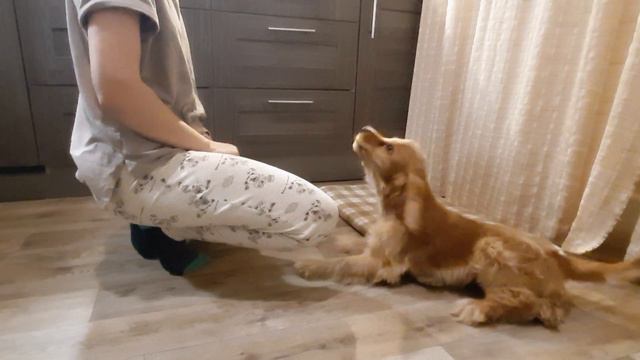 Дрессировка!сбой в программе