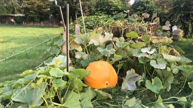 Gills time si Delmenhorst Germany смотреть онлайн