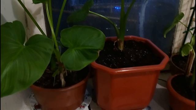 Самый вкусный капусняк! Украинская кухня. Смакота! смотреть онлайн