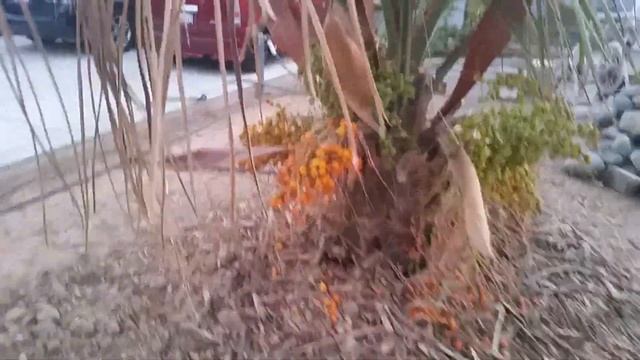 First Harvest From Our Jelly Pindo Palm Tree. 09.05.18.