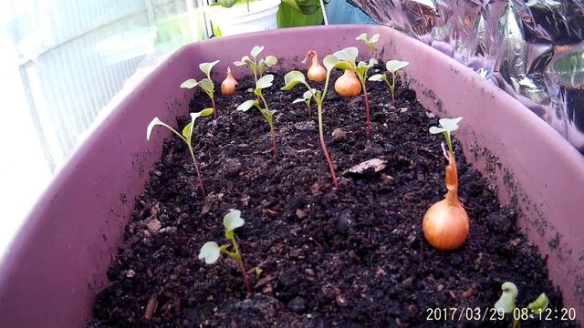 Наблюдение за рассадой с помощью ускоренной съёмки ч1 смотреть онлайн