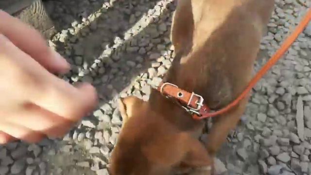 Таксик Перс из приюта уехал домой! смотреть онлайн