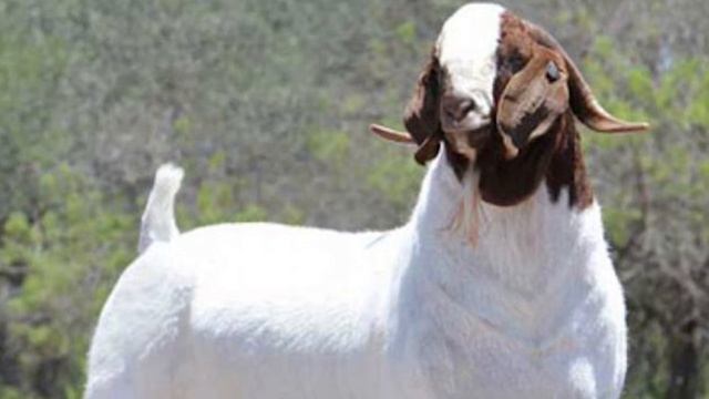 Boer Goats | Quality Meat Producers смотреть онлайн