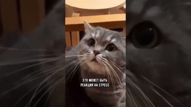 Почему кот шипит на хозяина #кошка #коты #shorts смотреть онлайн