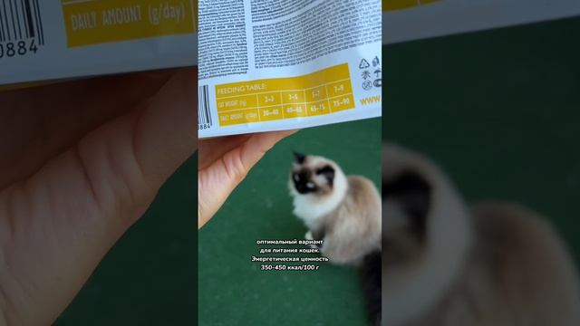 Какой объем корма оптимален для кошки смотреть онлайн
